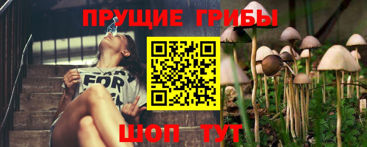 Псилоцибиновые грибы Psilocybe Сертолово